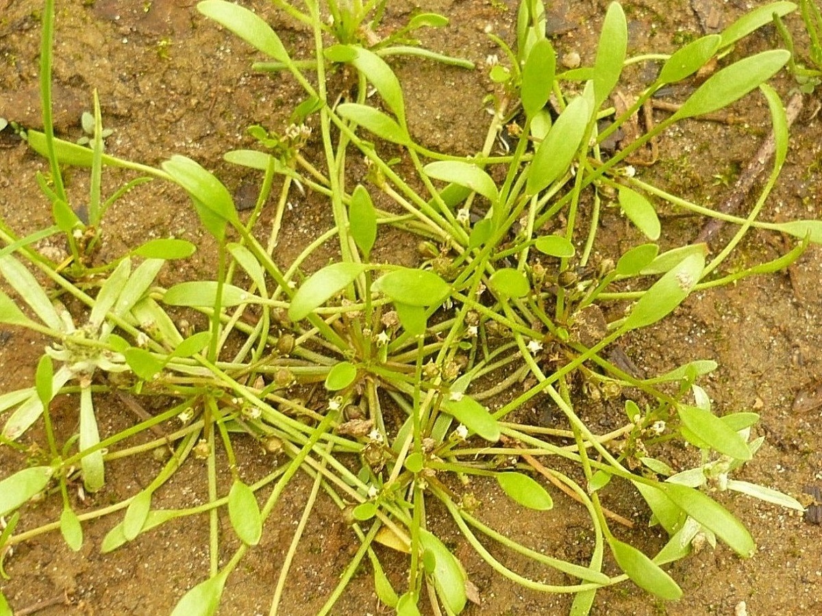 Limosella aquatica (Scrophulariaceae)
